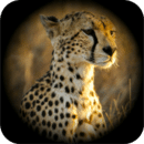 猎豹模拟野外生存