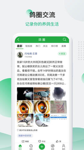 中国信鸽信息网app手机版