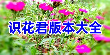 识花君